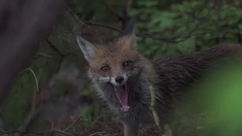 Yawning fox in the forest, slow motion Stock Footage 74368400