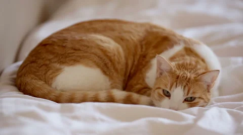Yawning ginger cat lying on the bed Stock Footage 45988252