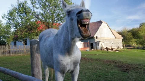 Yawning horse Stock Footage