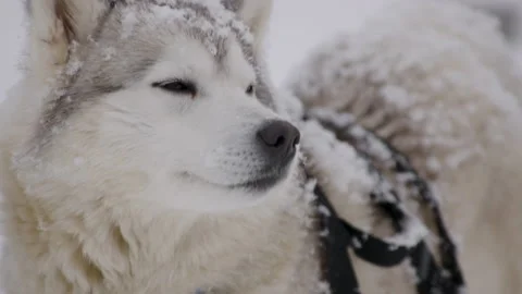 Yawning Husky 스톡 동영상 239064251
