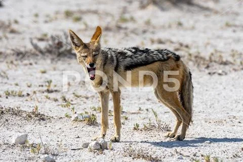 Yawning Jackal On The Savanna Stock Photos