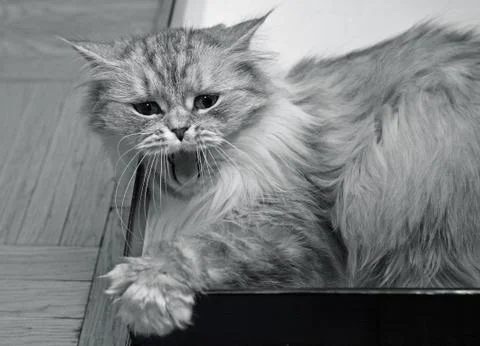 Yawning kitten Stock Photos
