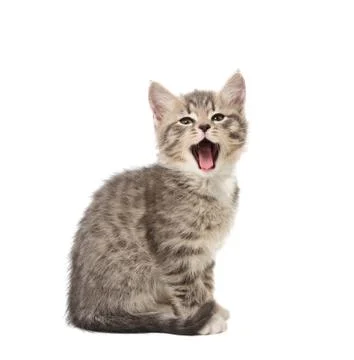 Yawning kitten Stock Photos