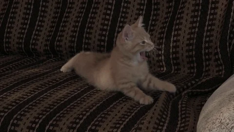 Yawning kitty on the sofa Stock Footage 118313461