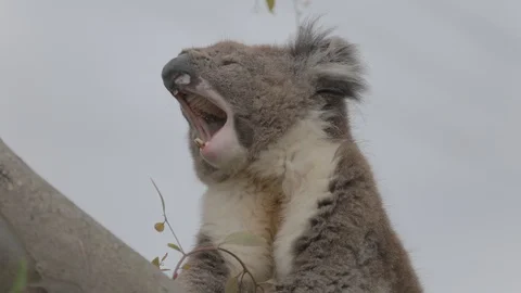 Yawning koala bear on a tree Stock Footage 125383700
