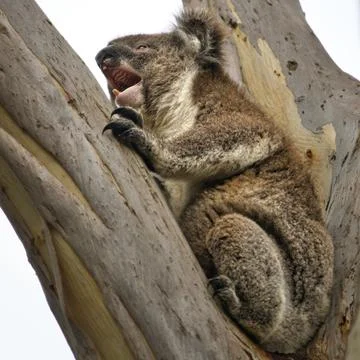 Yawning Koala on Eucalyptus Tree Stock Photos