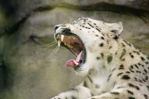 Yawning Leopard Stock Photos