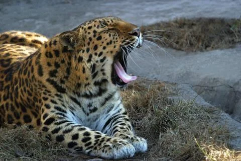 Yawning leopard Stock Photos