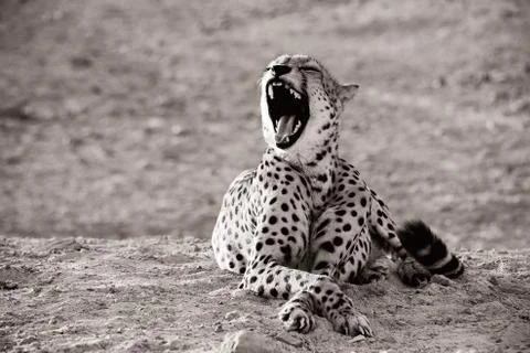 Yawning Leopard Stock Photos