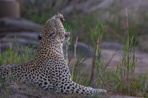 Yawning Leopard Stock Photos