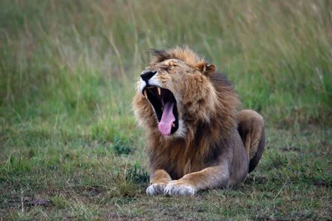 Yawning lion lying on the ground shot in the Masai Mara Reserve in Kenya Stock Photos