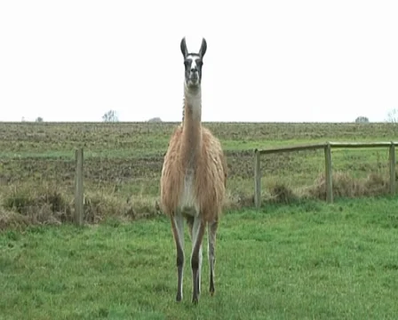 Yawning Llama 스톡 동영상 33294766