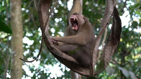 Yawning monkey fierce teeth! 스톡 동영상 90979165