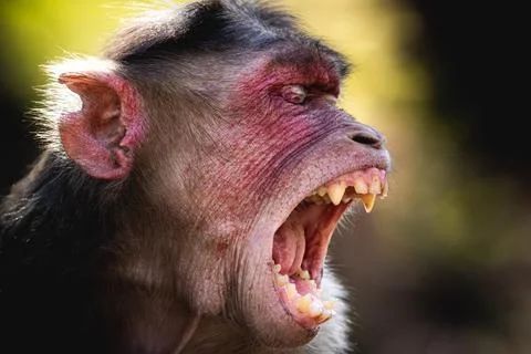 A yawning monkey in India 写真素材