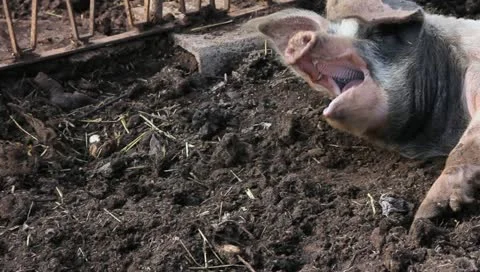 A yawning pig Stock Footage 10900869