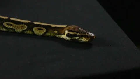 Yawning snake - royal python Stock-Footage 88658565