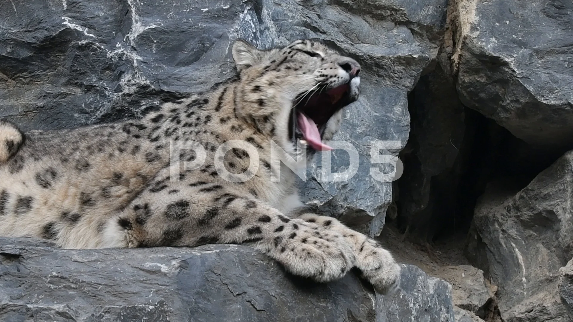 Yawning Snow Leopard Resting On Rock Led Stock Video Pond5