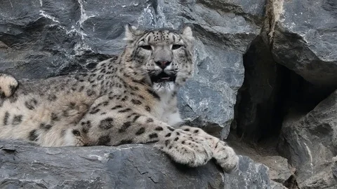 Yawning Snow Leopard Resting On Rock Led Stock Video Pond5