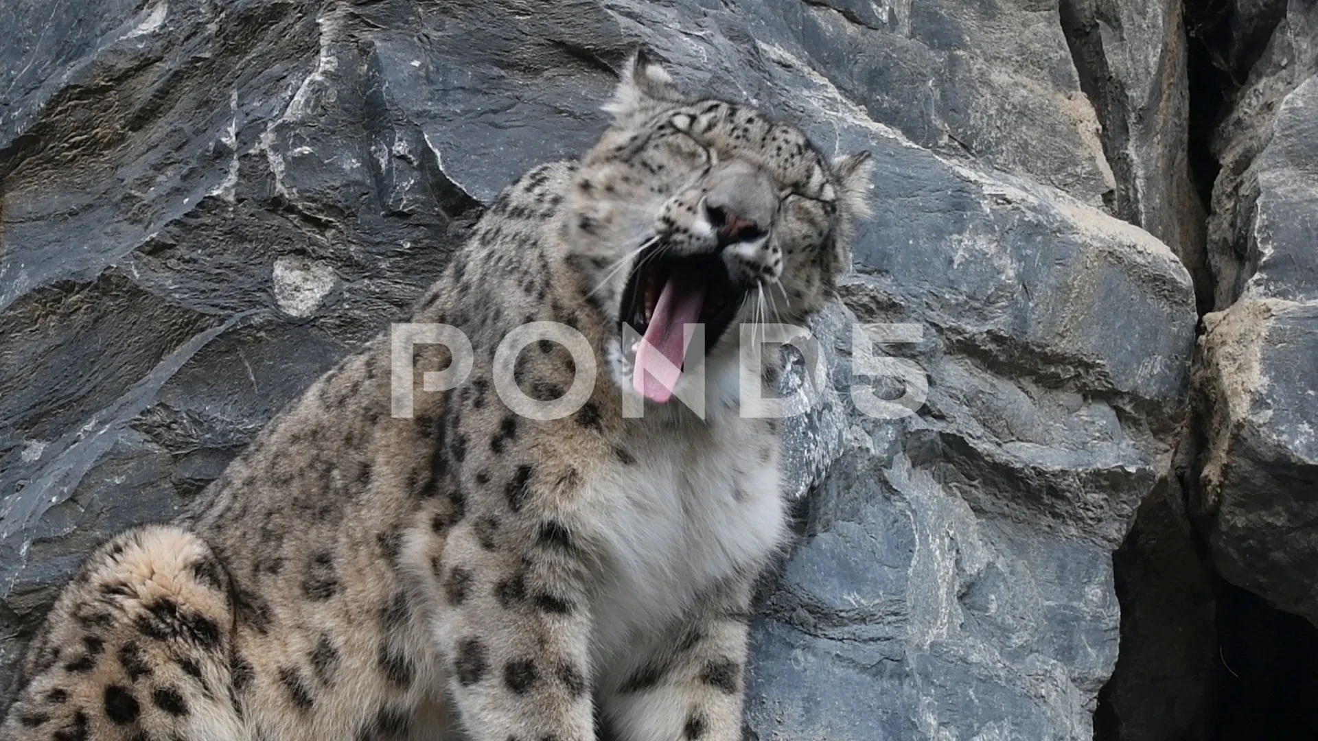 Yawning Snow Leopard On Rock Ledge In Cl Stock Video Pond5