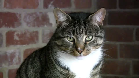 Yawning tabby cat Stock Footage 24357433