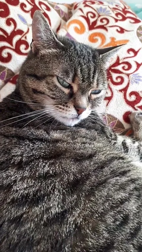 Yawning Tabby Cat Grooming On Patterned Pillow Cozy Close Up Pet Relaxing Stock Footage 332044022
