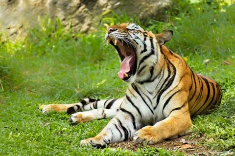 Yawning Tiger Foto stock