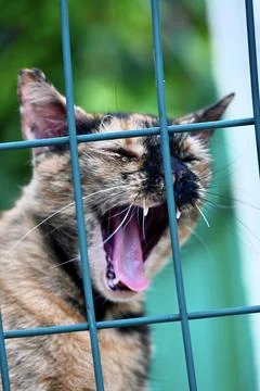 Yawning tortoiseshell cat looking through a green wire fence in an enclosure Stock Photos
