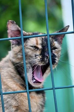 Yawning tortoiseshell cat looking through a green wire fence in an enclosure Stock Photos