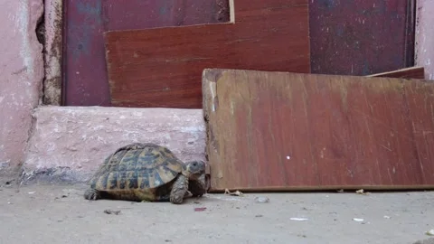 Yawning turtle Stock Footage 160764941