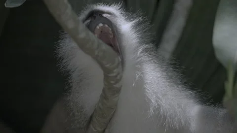 A yawning vervet monkey. Stock Footage 170814414