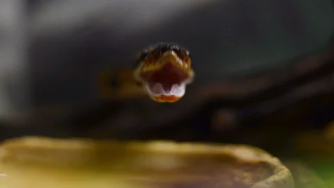 Yawning Wild snake front view Stock Footage 93926950