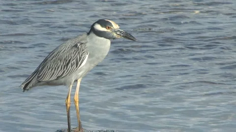 Yc night heron and ripples Stock Footage