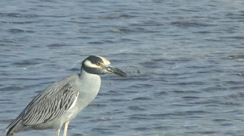 Yc night heron CU Stock Footage 5502047