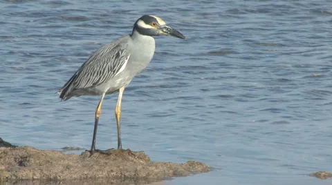 Yc night heron Video stock 5502685