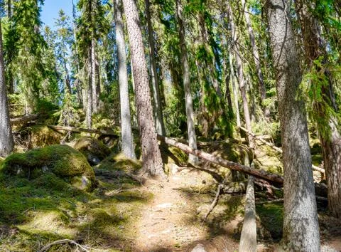 Ycke forest Stock Photos