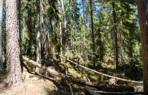 Ycke forest Stock Photos