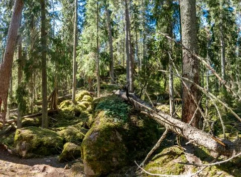 Ycke forest Stock Photos