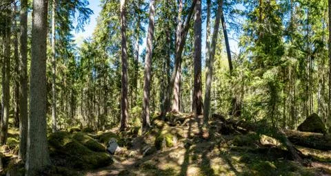 Ycke forest Stock Photos