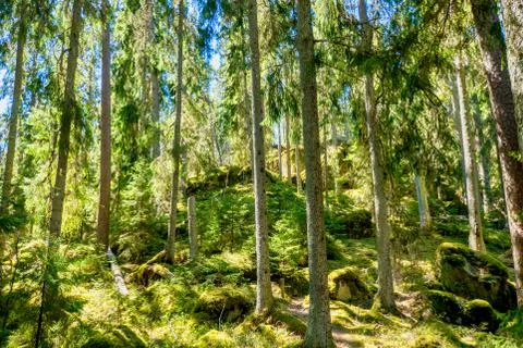 Ycke forest Stock-Fotos