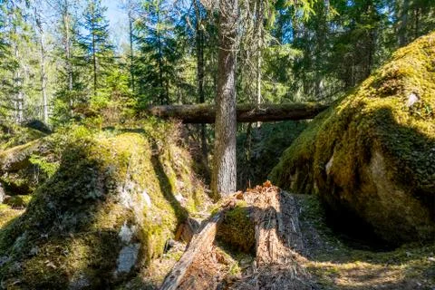 Ycke forest Stock Photos