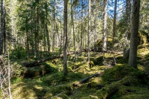 Ycke forest Stock Photos