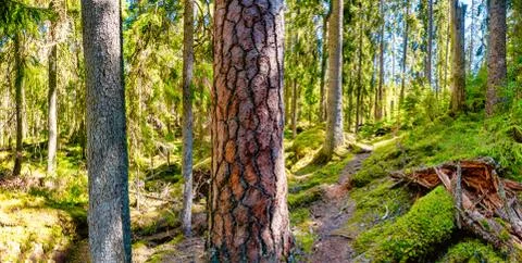 Ycke forest Stock Photos