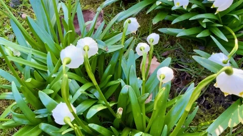 This Year, the Beautiful Snowdrops in White Are Blooming in a Lovely Spring Stock Footage 304843559