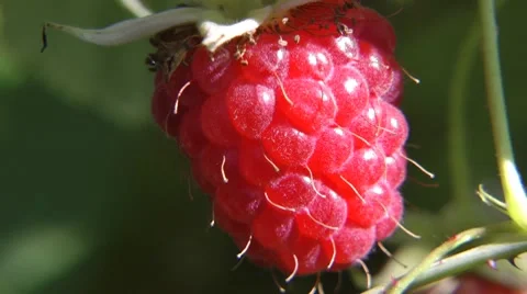 This year for a raspberry the fruitful Видео 8563706
