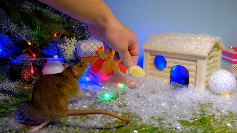 Year of rat Stock Footage 118088855