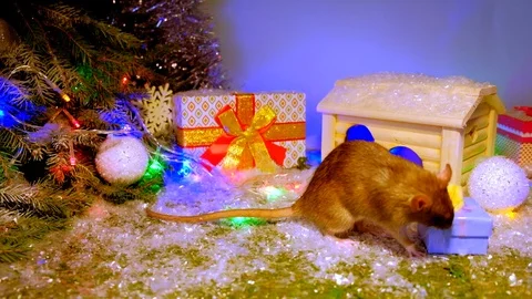 Year of rat Stock Footage 118089469