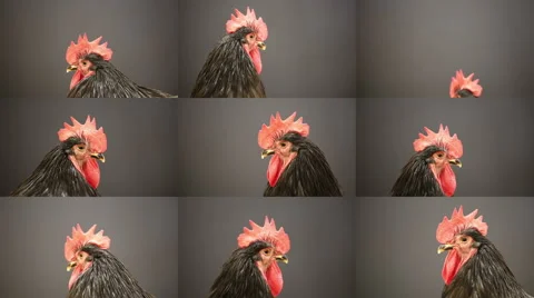 Year of the Rooster  Stock Footage 62451155