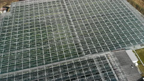 Year-round greenhouse complex for the production of vegetable products. Plant 動画素材 131373044