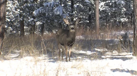 Yearling 2x2 Mule Deer Buck Looking at the Camera Stock Footage 49074212