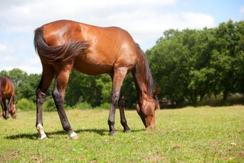 Yearling mare eats grass Fotos de archivo